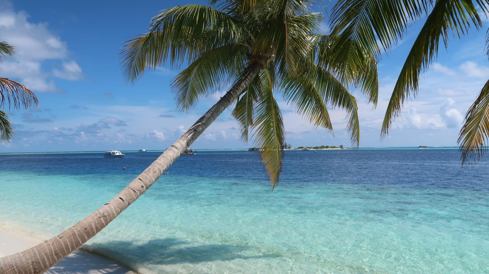 malediven_tauchen_tauchreisen_sued_ari_atoll_vilamendhoo_31