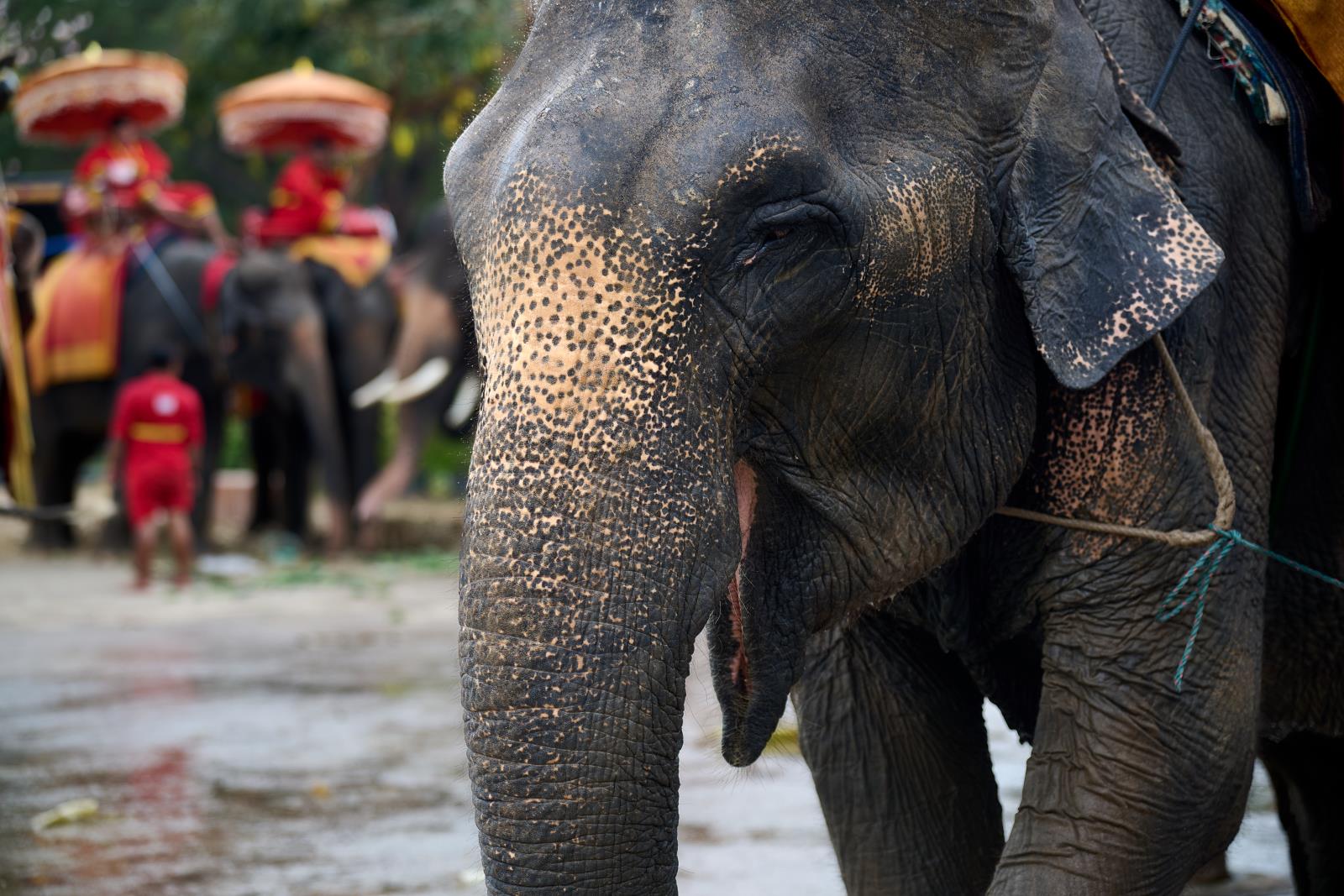 thailand_ayutthaya_reisetipps_elefant